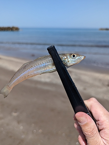 シロギスの釣果