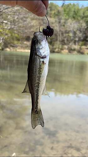 ラージマウスバスの釣果