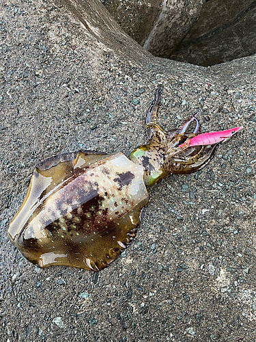 アオリイカの釣果