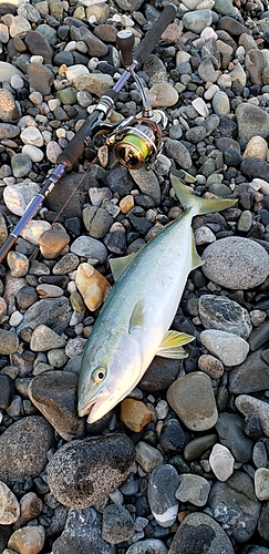 イナダの釣果