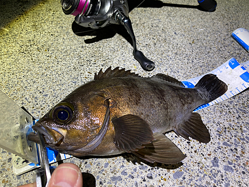 メバルの釣果