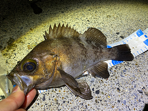 メバルの釣果