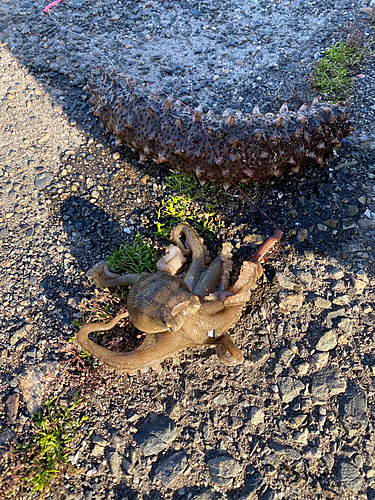 タコの釣果