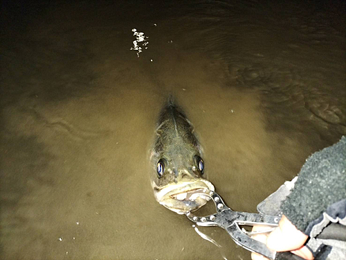 フッコ（マルスズキ）の釣果