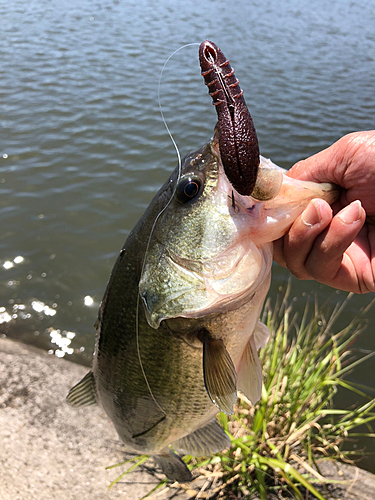 釣果