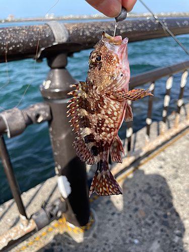 カサゴの釣果