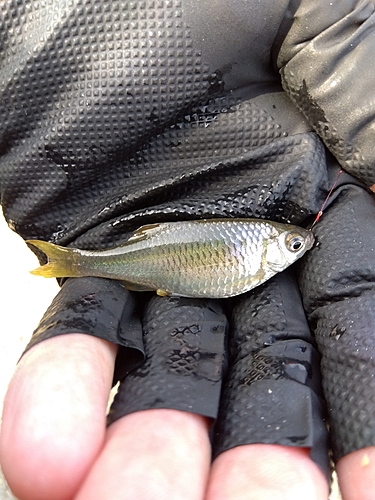 タナゴの釣果