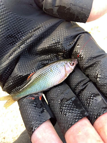 タナゴの釣果