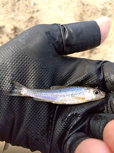 モロコの釣果