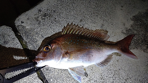 マダイの釣果