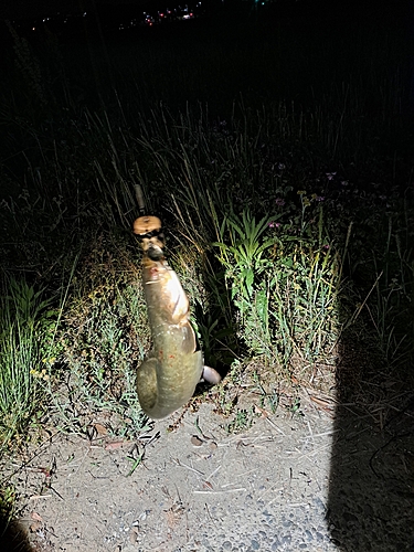 ナマズの釣果