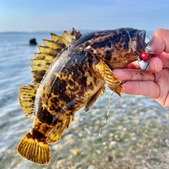 タケノコメバルの釣果