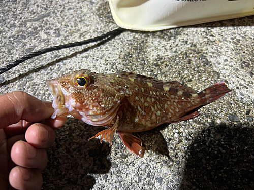 カサゴの釣果