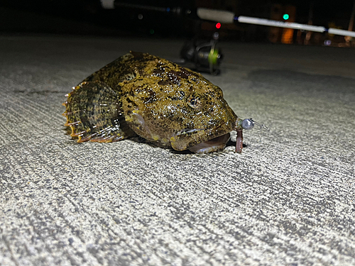 ギスカジカの釣果