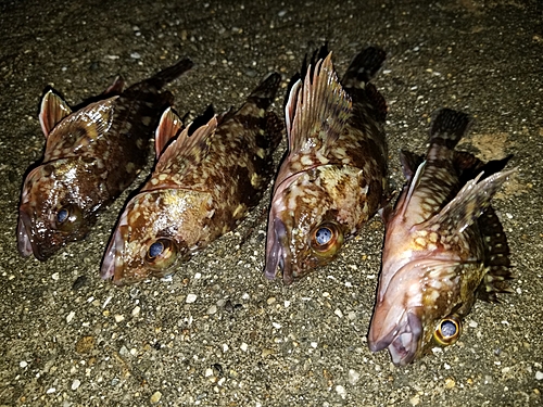 カサゴの釣果