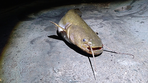 ナマズの釣果