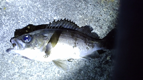 クロメバルの釣果