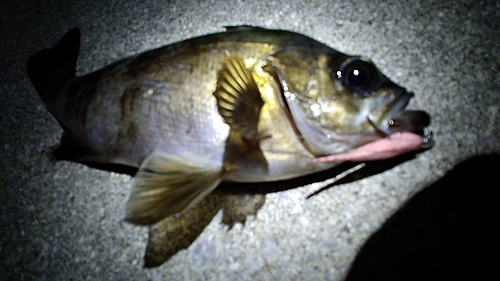 シロメバルの釣果