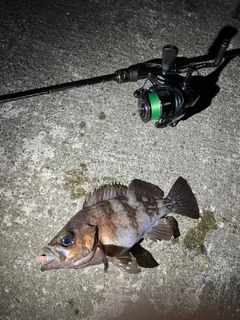 メバルの釣果