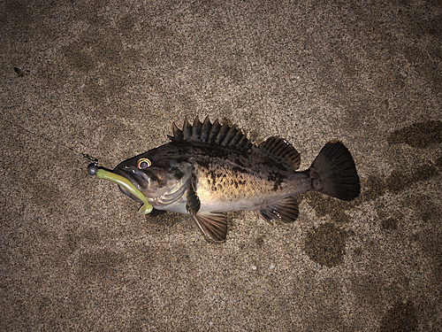 クロソイの釣果