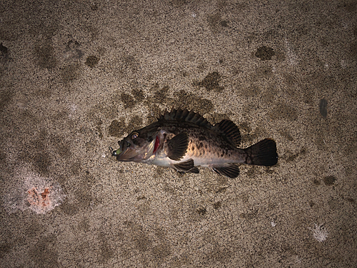 クロソイの釣果