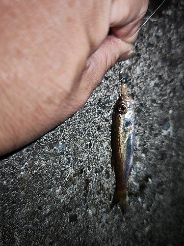 クロムツの釣果