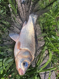 ヘラブナの釣果