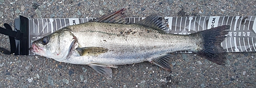 シーバスの釣果