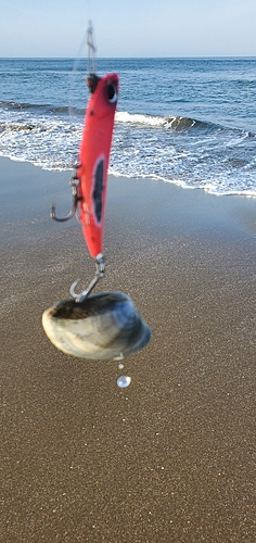 ソゲの釣果