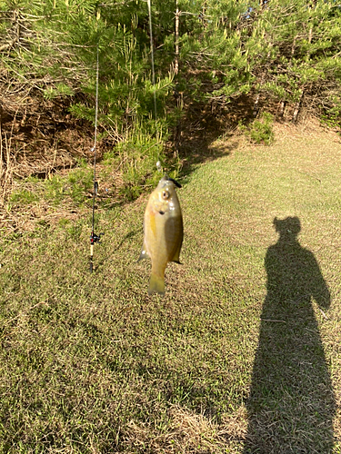 ブルーギルの釣果