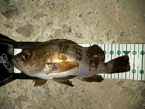 メバルの釣果