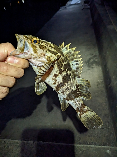 タケノコメバルの釣果