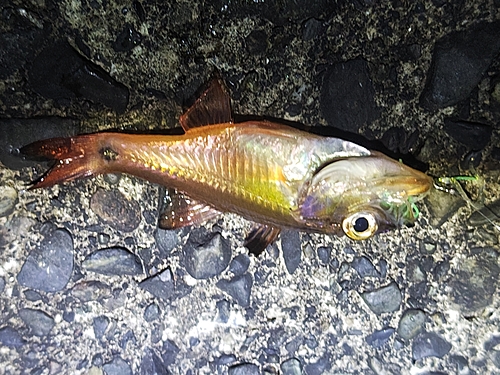 ネンブツダイの釣果