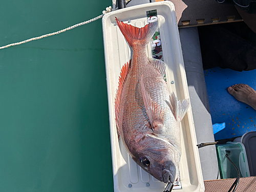 マダイの釣果