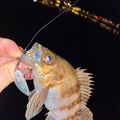 メバルの釣果