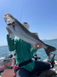 スズキの釣果