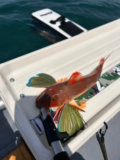 ホウボウの釣果