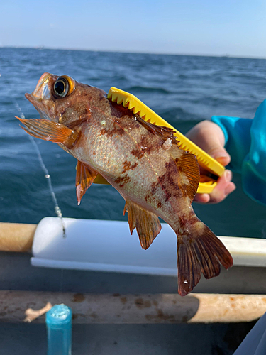 メバルの釣果