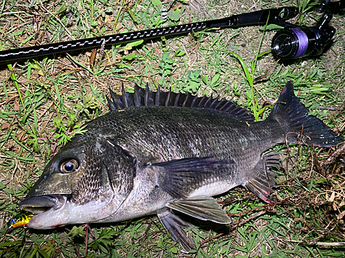 チヌの釣果