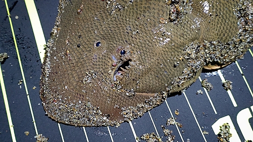 シタビラメの釣果