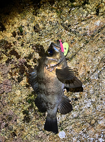 シロメバルの釣果