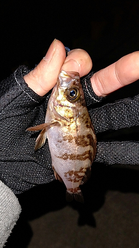 メバルの釣果