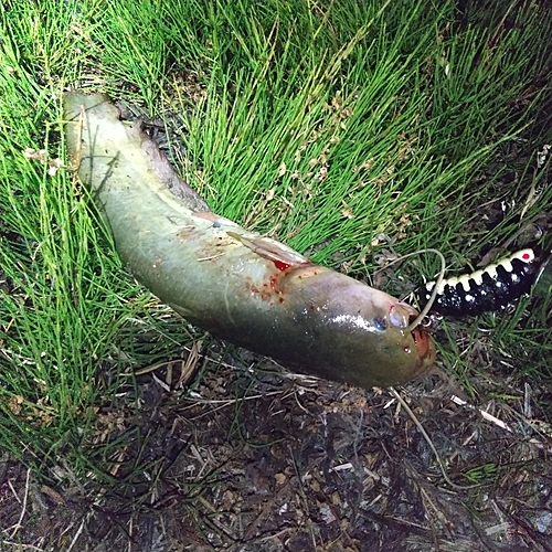 マナマズの釣果