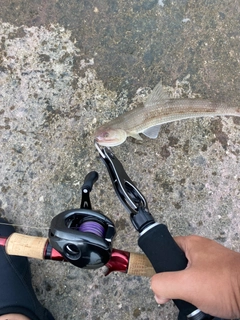 エソの釣果