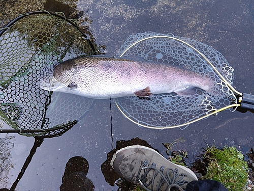 イトウの釣果