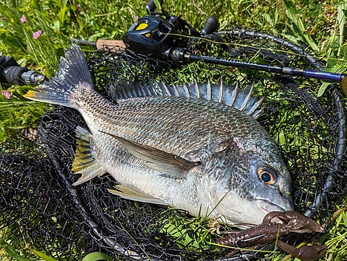 キビレの釣果