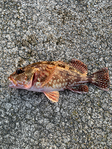 カサゴの釣果