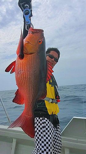 バラフエダイの釣果