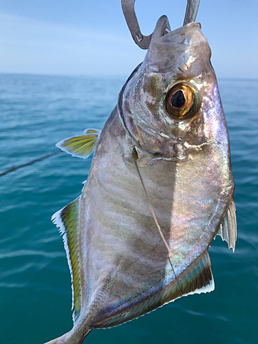 カイワリの釣果