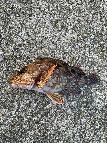 カサゴの釣果